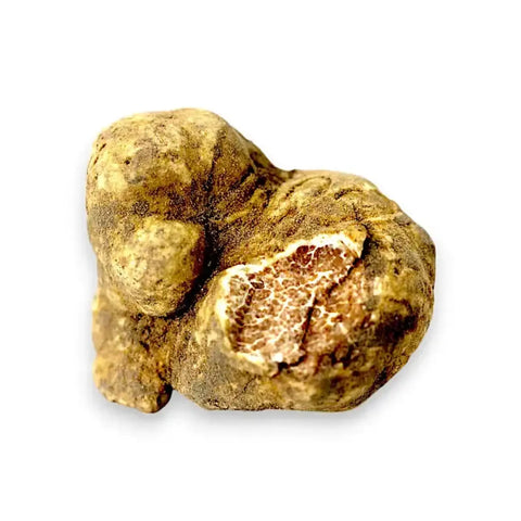 Store friske Tuber magnatum hvide trøfler med naturlig ydre farve og original indre marmorering