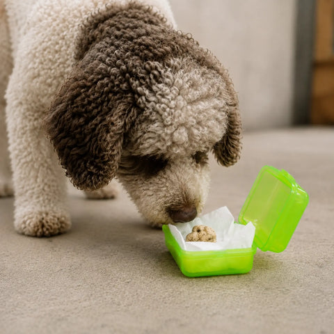 Truffle dog investigating a closed ventilated container holding Tuber magnatum scent-training material